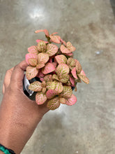 Load image into Gallery viewer, Fittonia albivenis (Nerve Plant)
