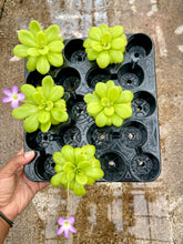 Load image into Gallery viewer, Pinguicula agnata x potosiensis (Mexican Butterwort)
