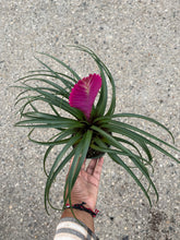 Load image into Gallery viewer, Wallisia cyanea (Pink Quill) (Bromeliad)
