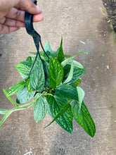 Load image into Gallery viewer, Monstera karstenianum (Monstera Peru)
