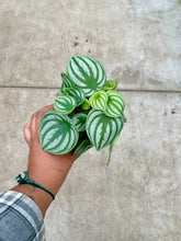 Load image into Gallery viewer, Peperomia argyreia (Watermelon Peperomia)
