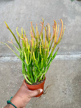 Load image into Gallery viewer, Euphorbia tirucalli 'Firesticks' (Pencil Cactus)
