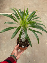 Load image into Gallery viewer, Pachypodium lamerei (Madagascar Palm)
