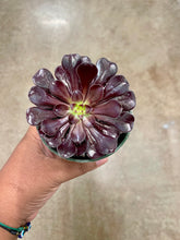 Load image into Gallery viewer, Aeonium arboreum 'Zwartkop' (Black Rose Aeonium)
