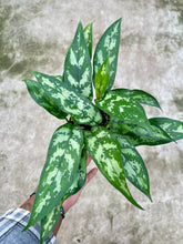 Load image into Gallery viewer, Aglaonema commutatum 'Maria' (Chinese Evergreen)
