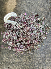 Load image into Gallery viewer, Tradescantia zebrina 'Burgundy' (Inch Plant)
