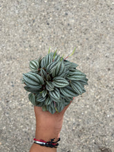 Load image into Gallery viewer, Peperomia 'San Marino'
