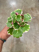 Load image into Gallery viewer, Saxifraga stolonifera ‘Variegata’ (Variegated Strawberry Begonia)
