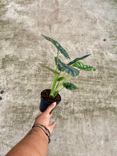Load image into Gallery viewer, Alocasia baginda 'Dragon Scale'
