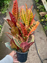 Load image into Gallery viewer, Codiaeum variegatum 'Petra' (Petra Croton)
