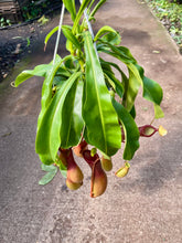 Load image into Gallery viewer, Nepenthes × ventrata (Pitcher Plant)

