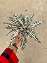 Load image into Gallery viewer, Cryptanthus 'Absolute  Zero' (Earth Star) (Bromeliad)
