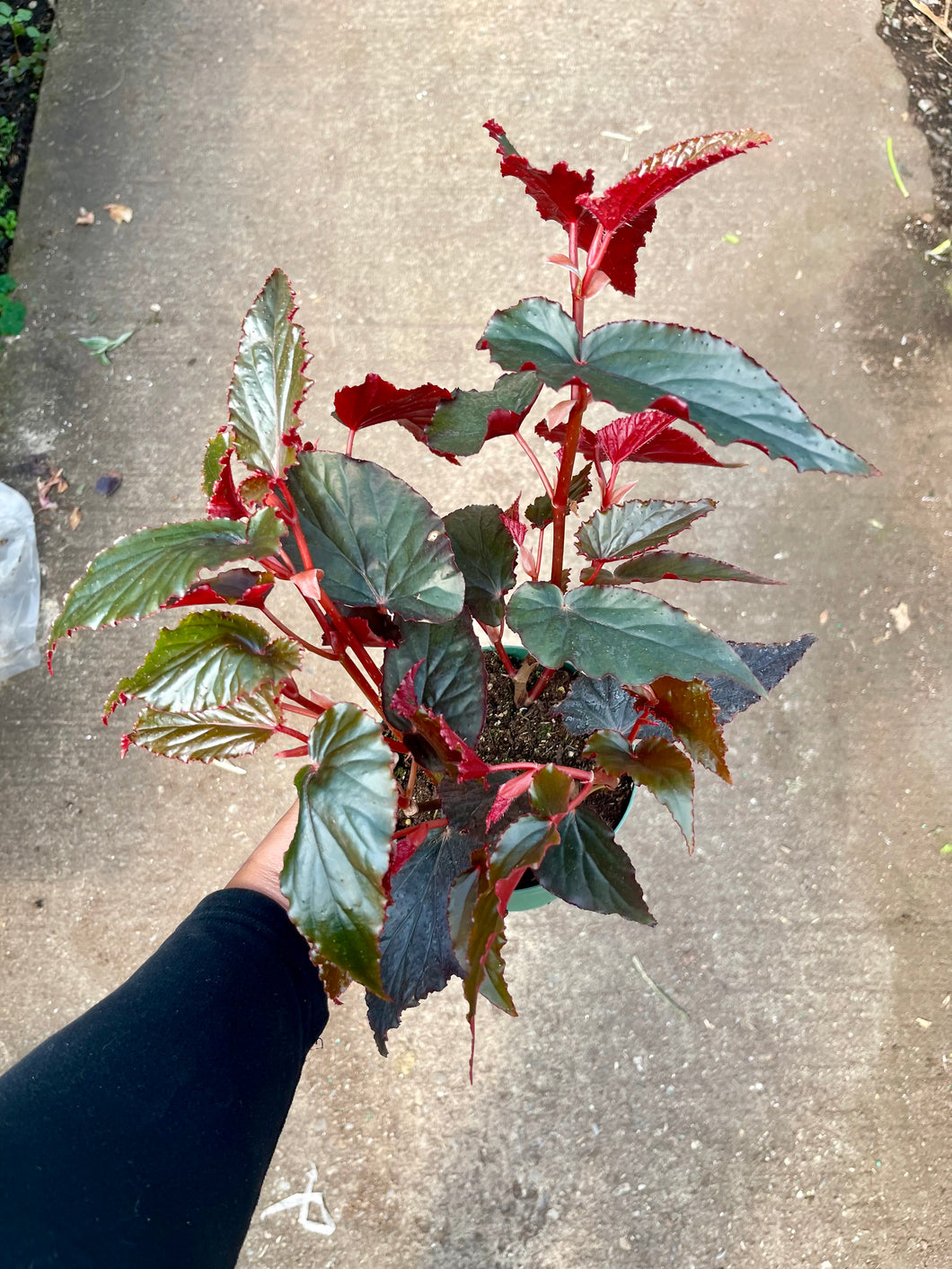 Begonia 'Black Magic'