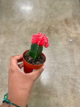 Load image into Gallery viewer, Gymnocalycium mihanovichii (Moon Cactus)
