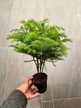 Load image into Gallery viewer, Araucaria heterophylla (Norfolk Island Pine)
