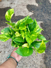 Load image into Gallery viewer, Epipremnum aureum (Golden Pothos)
