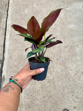Load image into Gallery viewer, Goeppertia ornata 'Beauty Star'
