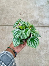 Load image into Gallery viewer, Peperomia argyreia (Watermelon Peperomia)
