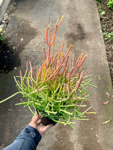 Load image into Gallery viewer, Euphorbia tirucalli 'Firesticks' (Pencil Cactus)
