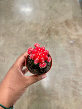 Load image into Gallery viewer, Gymnocalycium mihanovichii (Moon Cactus)
