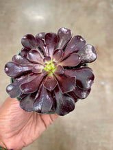 Load image into Gallery viewer, Aeonium arboreum 'Zwartkop' (Black Rose Aeonium)
