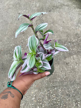 Load image into Gallery viewer, Tradescantia albiflora 'Nanouk'
