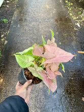 Load image into Gallery viewer, Syngonium podophyllum 'Neon Robusta' (Arrowhead Vine)
