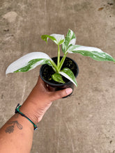 Load image into Gallery viewer, Philodendron 'White Wizard'
