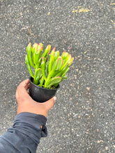 Load image into Gallery viewer, Crassula ovata 'Monstruosa' (Gollum Jade) (Jade Plant)
