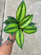 Load image into Gallery viewer, Goeppertia ornata 'Beauty Star'

