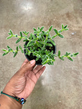Load image into Gallery viewer, Delosperma echinatum (Pickle Plant)
