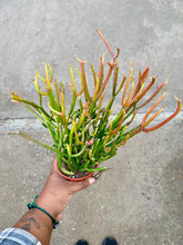 Load image into Gallery viewer, Euphorbia tirucalli 'Firesticks' (Pencil Cactus)
