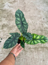 Load image into Gallery viewer, Alocasia baginda 'Dragon Scale'

