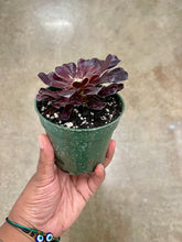 Load image into Gallery viewer, Aeonium arboreum 'Zwartkop' (Black Rose Aeonium)
