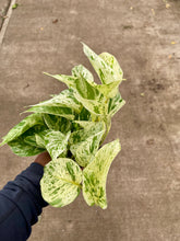 Load image into Gallery viewer, Epipremnum aureum 'Marble Queen' (Pothos)
