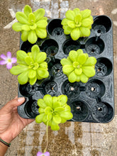 Load image into Gallery viewer, Pinguicula agnata x potosiensis (Mexican Butterwort)
