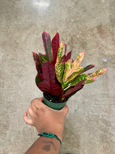 Load image into Gallery viewer, Codiaeum variegatum 'Oak Leaf' (Oak Leaf Croton)
