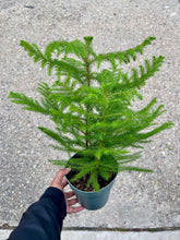 Load image into Gallery viewer, Araucaria heterophylla (Norfolk Island Pine)
