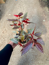 Load image into Gallery viewer, Begonia &#39;Benigo Pink&#39;
