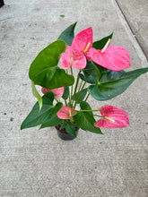 Load image into Gallery viewer, Anthurium andraeanum (Painter's-Palette)
