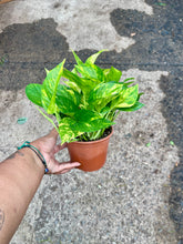 Load image into Gallery viewer, Epipremnum aureum (Golden Pothos)
