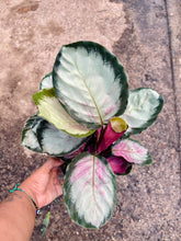 Load image into Gallery viewer, Goeppertia roseopicta 'Corona' (Prayer Plant)
