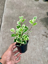 Load image into Gallery viewer, Ficus triangularis 'Variegata' (Triangle Ficus)
