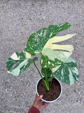 Load image into Gallery viewer, Monstera deliciosa 'Thai Constellation' (Swiss Cheese Plant)
