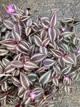 Load image into Gallery viewer, Tradescantia zebrina 'Burgundy' (Inch Plant)
