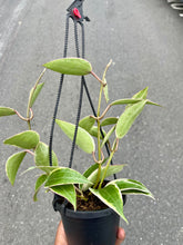 Load image into Gallery viewer, Hoya latifolia ‘Variegata’ (Variegated Macrophylla)
