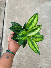 Load image into Gallery viewer, Goeppertia ornata 'Beauty Star'
