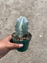 Load image into Gallery viewer, Stenocereus pruinosus (Gray Ghost Organ Pipe)

