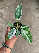 Load image into Gallery viewer, Philodendron 'White Princess'
