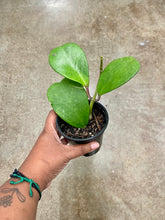 Load image into Gallery viewer, Hoya kerrii (Sweetheart Hoya)
